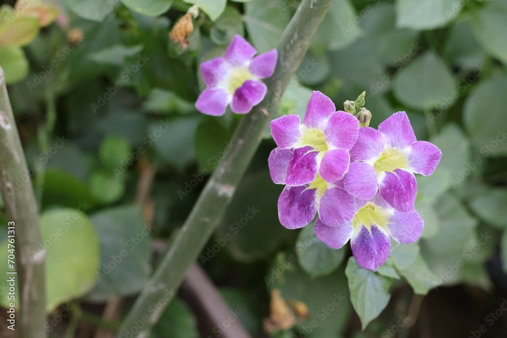 Fototapeta premium flowers in the garden