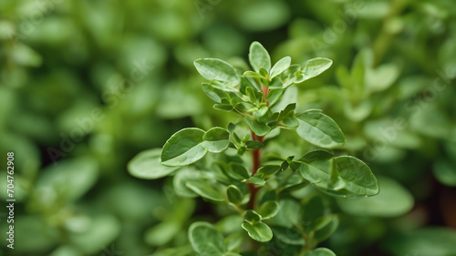 Thyme plant leaves  Medicine plant wallpaper  Garden thyme leaves - Latin name - Thymus vulgaris  Thyme plant growing in the herb garden