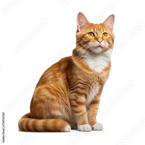 Photorealistic cat, looking away, short red hair, full body, isolate on transparency background png 
