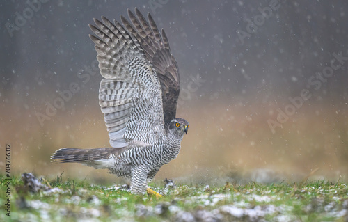 Northern goshawk bird ( Accipiter gentilis )