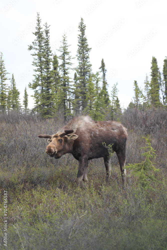 moose in the woods moose in the woods