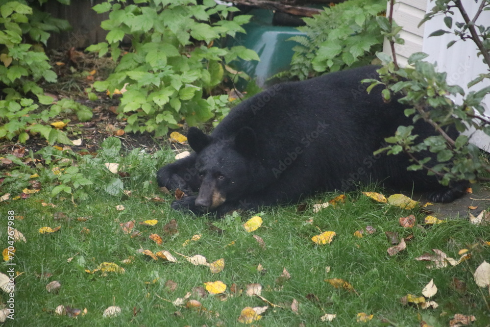 Naklejka premium Bear in the backyard