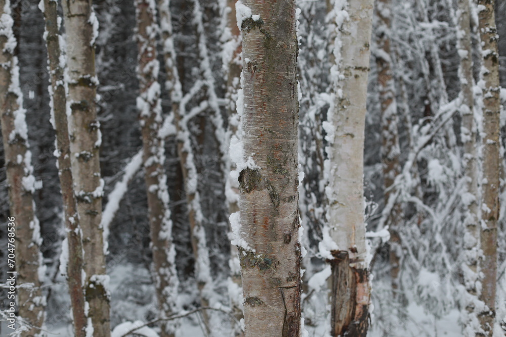 Fototapeta premium tree trunk with snow