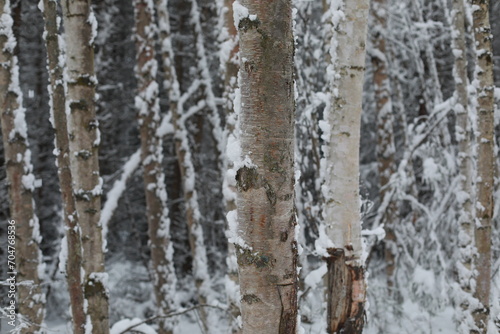tree trunk with snow