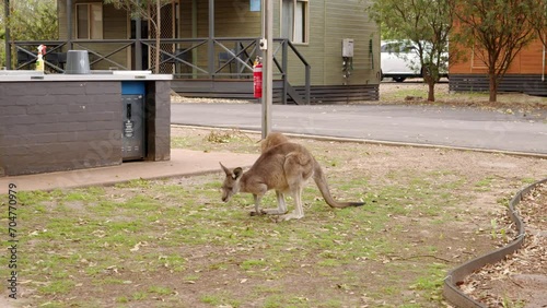 Wild Eastern Grey Kangaroo Australian Wildlife at Pambula Beach Camp Ground NSW Stable Handheld Shot photo