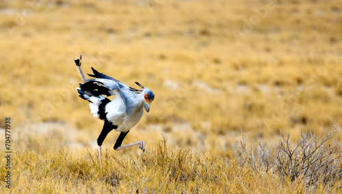 Secretary bird1