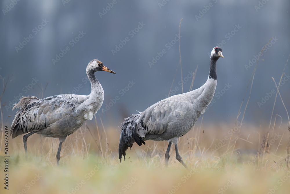 Common crane bird ( Grus grus ) Common crane bird ( Grus grus )