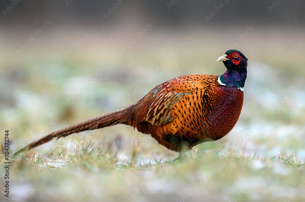 Fototapeta premium Ringneck Pheasant (Phasianus colchicus) male close up