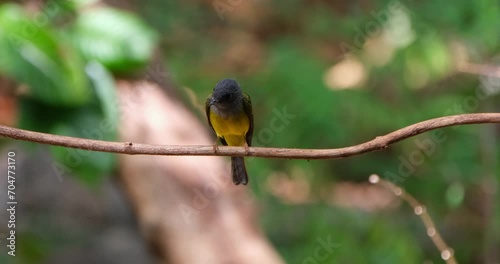 Camera zooms in while facing towards the camera looking around, Gray-headed Canary-Flycatcher Culicicapa ceylonensis, Thailand photo