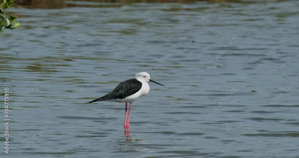 Facing to the right while resting, Black-winged Stilt Himantopus himantopus, Thailand Facing to the right while resting, Black-winged Stilt Himantopus himantopus, Thailand
