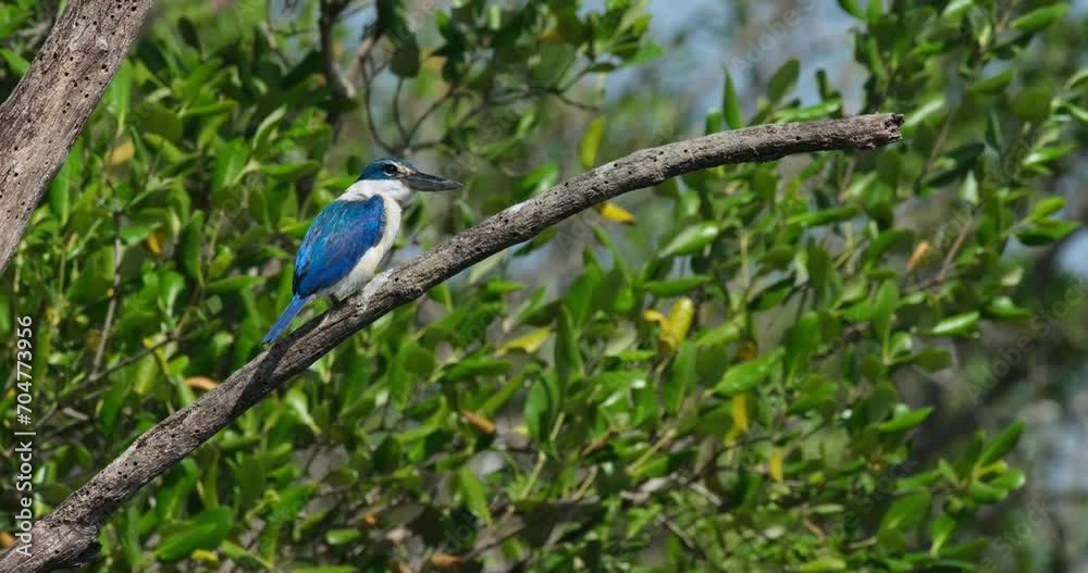 Facing to the right and looks down then poops as if nothing happened, windy mangrove forest, Collared Kingfisher Todiramphus chloris, Thailand Facing to the right and looks down then poops as if nothing happened, windy mangrove forest, Collared Kingfisher Todiramphus chloris, Thailand