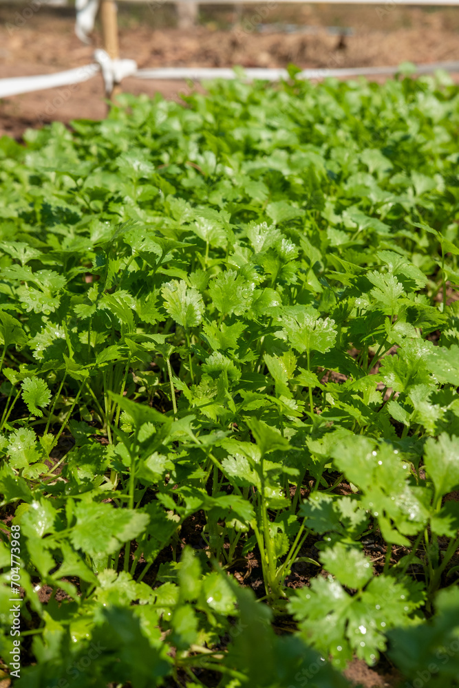 Coriander planting plot healthy food health care concept Coriander planting plot healthy food health care concept