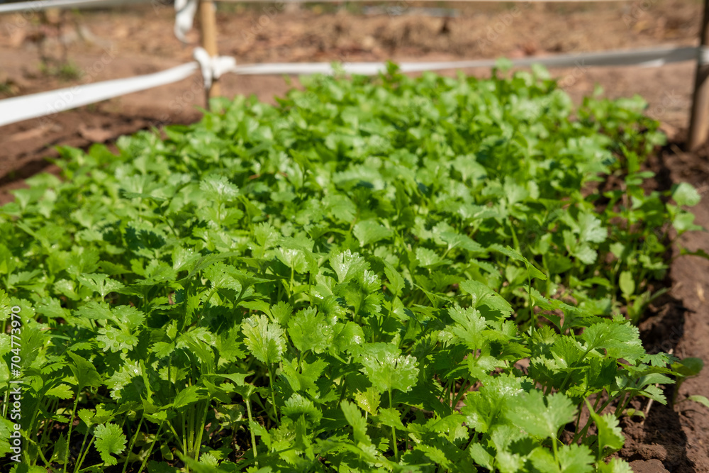 Coriander planting plot healthy food health care concept