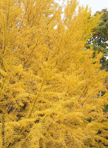 Beautiful colors of the big ginkgo tree is turning yellow in autumn. Sapporo, Hokkaido, Japan.