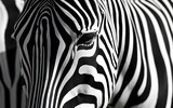 Black and White Zebra Portrait with Stripes and Shapes