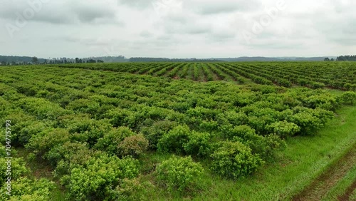 Drone aerial landscape shot of yerba mate plantation crops agriculture industry tourism organic faming Santa María Misiones Argentina South America