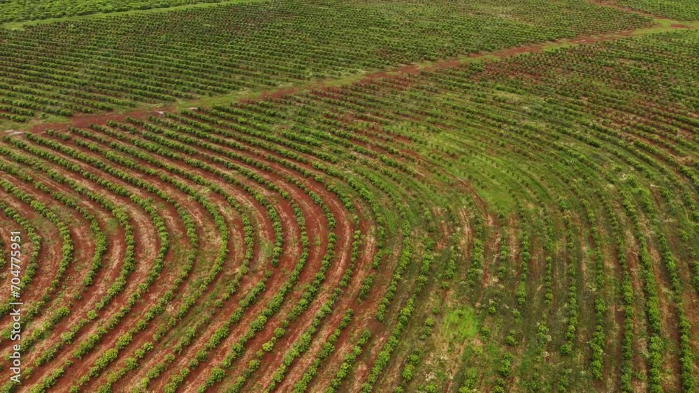 Drone aerial landscape view across crop yerba mate plantation vegetation sustainable farming land agriculture Santa María Misiones Catamarca Argentina South America Drone aerial landscape view across crop yerba mate plantation vegetation sustainable farming land agriculture Santa María Misiones Catamarca Argentina South America