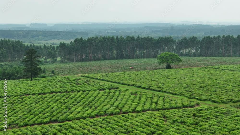 Drone aerial view of sustainable farmland yerba mate crops cultivation with forest background agriculture industry Santa María Misiones Argentina South America Drone aerial view of sustainable farmland yerba mate crops cultivation with forest background agriculture industry Santa María Misiones Argentina South America