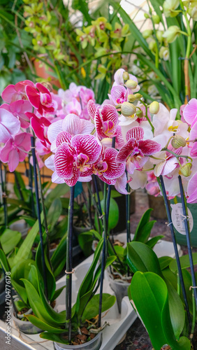 Fototapeta Naklejka Na Ścianę i Meble -  Pink and white orchids in garden shop. Various orchids sold in store. Flowers orchid in a greenhouse, modern business and private entrepreneurship.