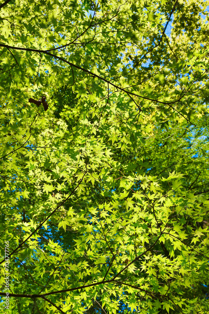 京都 貴船神社の美しい新緑(青もみじ)コピースペースあり(日本京都府京都市)Beautiful fresh greenery (green maple) at Kifune Shrine, Kyoto, with copy space (Kyoto City, Kyoto Prefecture, Japan) 京都 貴船神社の美しい新緑(青もみじ)コピースペースあり(日本京都府京都市)Beautiful fresh greenery (green maple) at Kifune Shrine, Kyoto, with copy space (Kyoto City, Kyoto Prefecture, Japan)