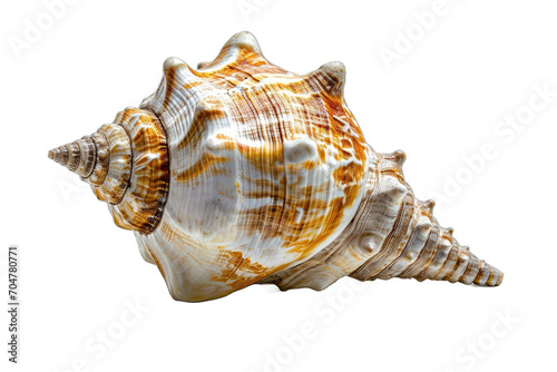close-up view of a seashell