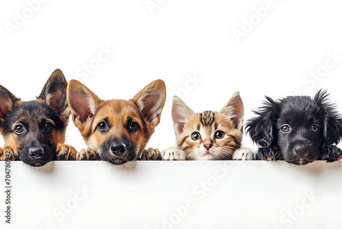 Cute dogs and cats over white horizontal website banner or social media header