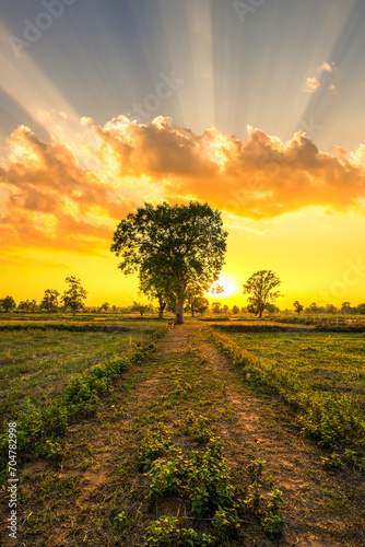 View of the rice fields after harvest during sunset. Farm, Agriculture concept.