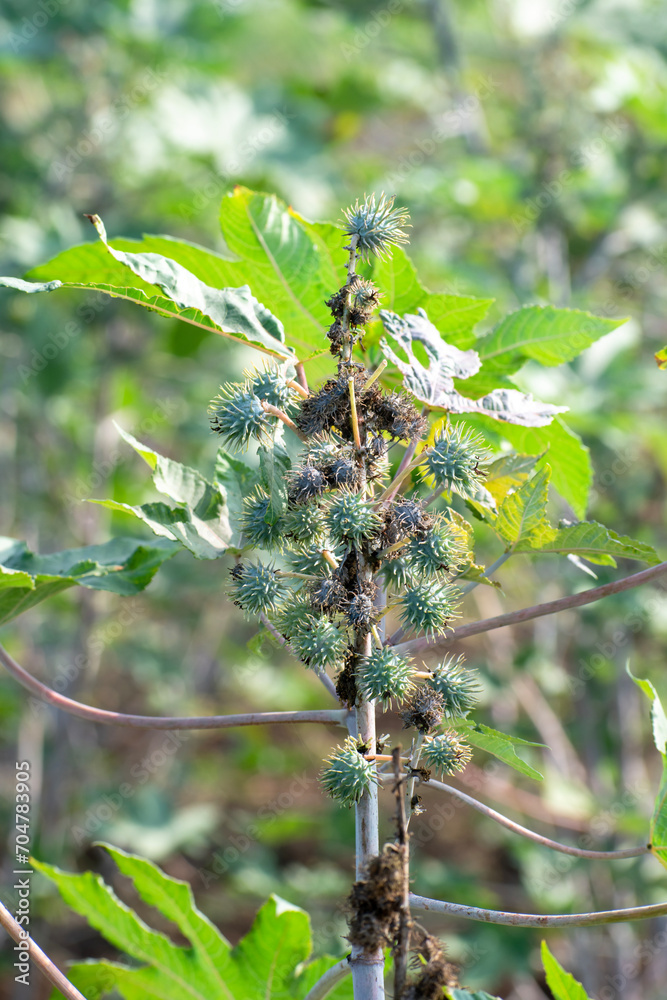 Ricinus communis, the castor bean or castor oil plant, Green seeds Castor oil plant, Herbs Ricinus communis, the castor bean or castor oil plant, Green seeds Castor oil plant, Herbs