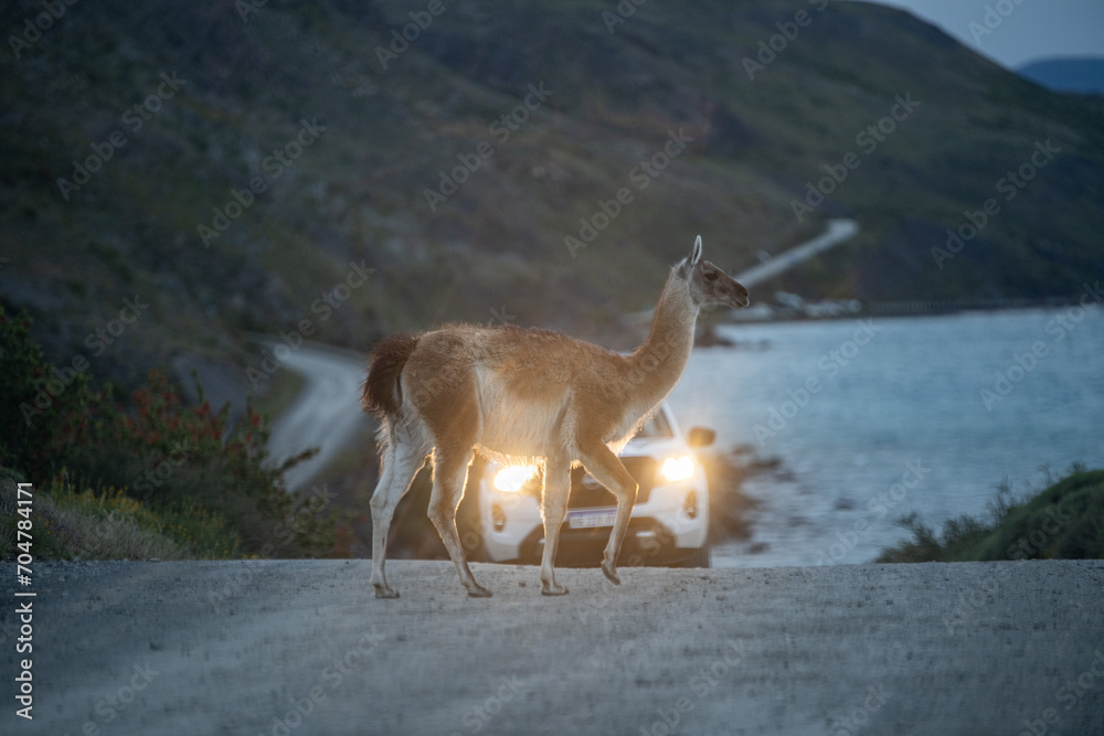 Guanaco (Lama Guanicoe) - Torres Del Paine National Park, Chile Guanaco (Lama Guanicoe) - Torres Del Paine National Park, Chile