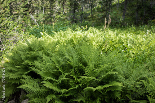 large fern bush in Ergaki natural park photo