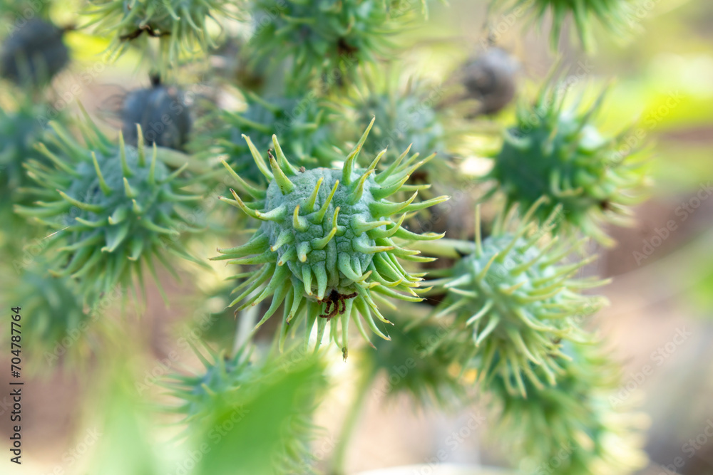 Ricinus communis, the castor bean or castor oil plant, Green seeds Castor oil plant, Herbs Ricinus communis, the castor bean or castor oil plant, Green seeds Castor oil plant, Herbs