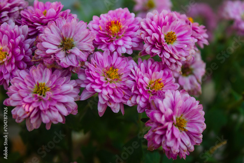 Pink flowers group on the blurred ground