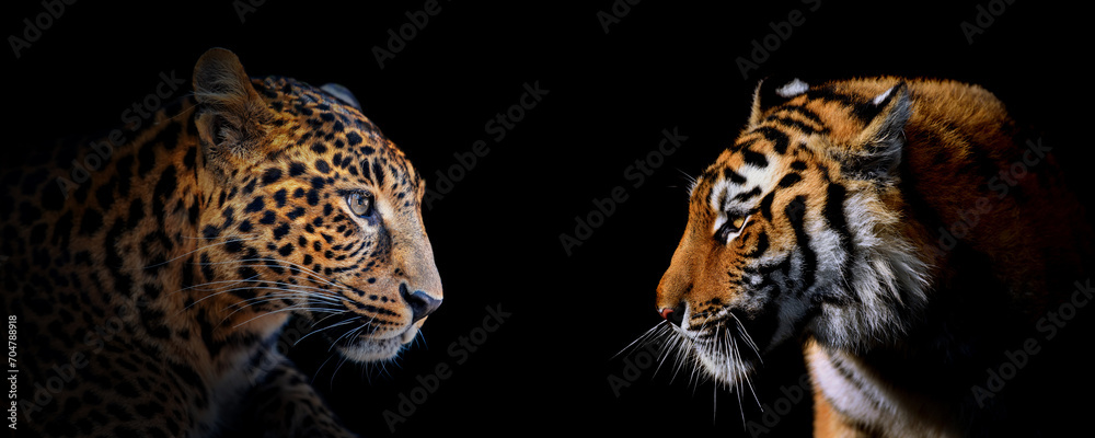 Naklejka premium Adult leopard and tiger portrait. Animal on dark background