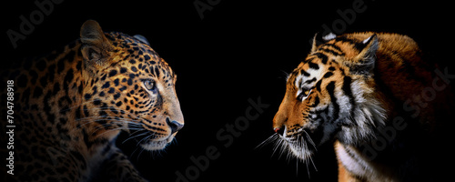 Adult leopard and tiger portrait. Animal on dark background photo