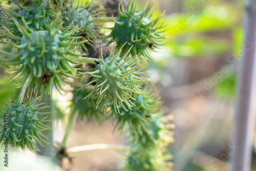 Ricinus communis  the castor bean or castor oil plant  Green seeds Castor oil plant  Herbs