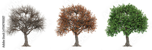 Isolated Tree in Different Seasons - Winter, Autumn, and Summer - 3D render