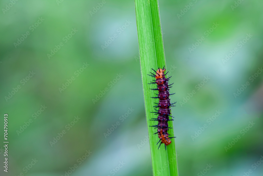 Caterpillar in Rainy Season