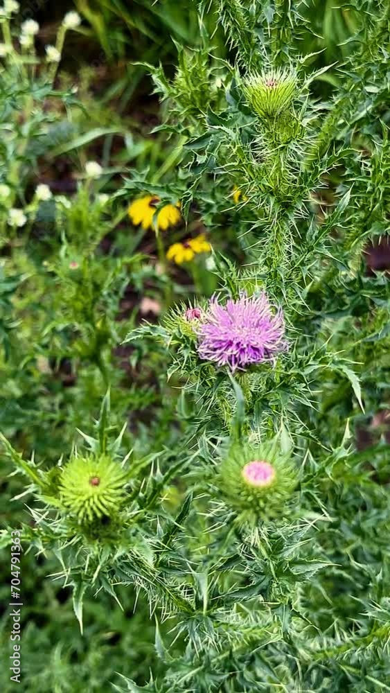 Broad-winged thistle plant with blossoms of various stages, in closeup handheld footage. Broad-winged thistle plant with blossoms of various stages, in closeup handheld footage.