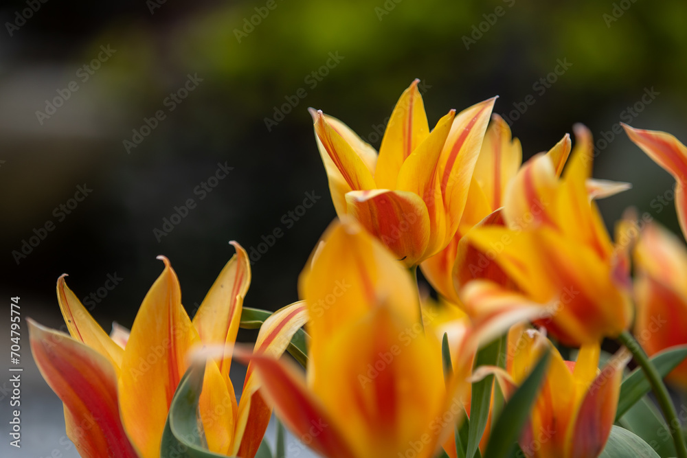 Close-up of red and yellow tulips in full bloom Close-up of red and yellow tulips in full bloom