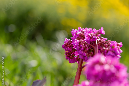 Blossoms of bergenia in vibrant pink colour in front of a green blurred background