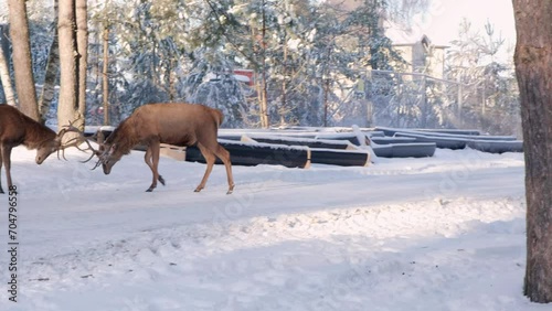 A deer walks along the highway during the day in winter