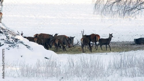 Deer eat food in winter