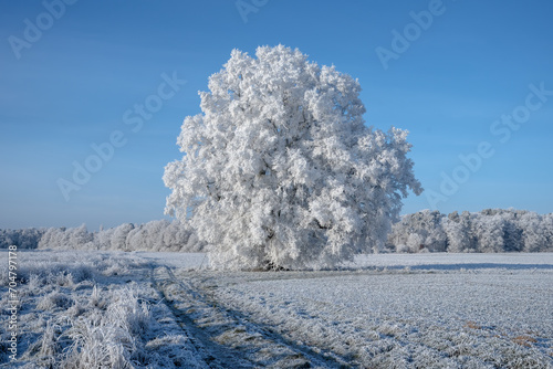 Alleinstehender Baum im Winter mit Raureif und Schnee in Winterlandschaft mit blauem Himmel
