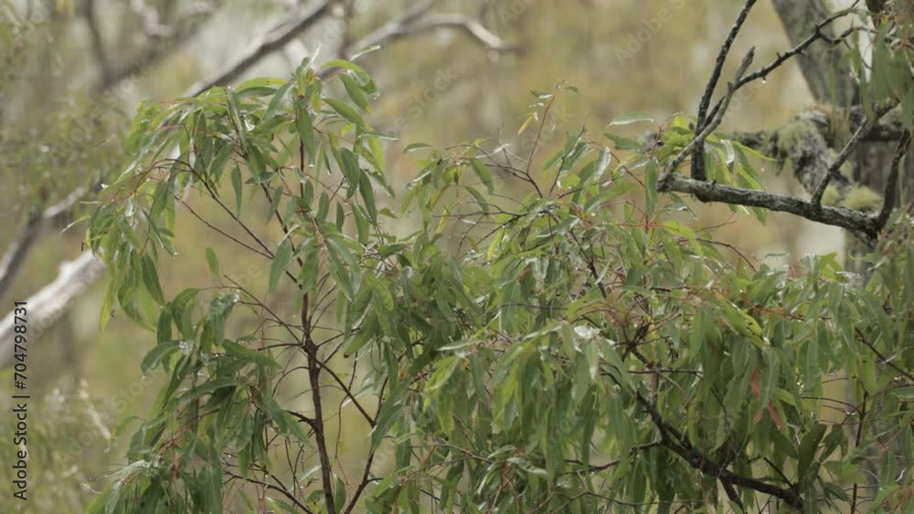 Australian native bushland in Lamington, Scenic Rim under gentle rain and wind. Australian native bushland in Lamington, Scenic Rim under gentle rain and wind.