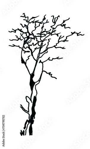 Sketch of a young tree without leaves. Urban sketch with a black felt-tip pen  isolated on a white background.