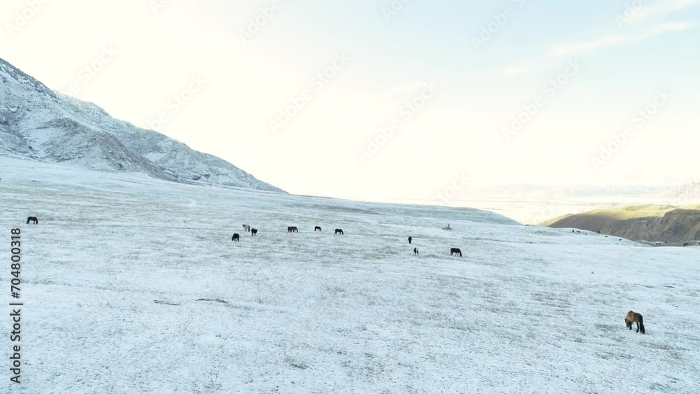 Herd horses running close to snowy mountains Herd horses running close to snowy mountains