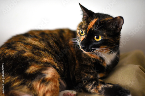 Portrait of a Yellow-Eyed Tortie Cat Looking Away