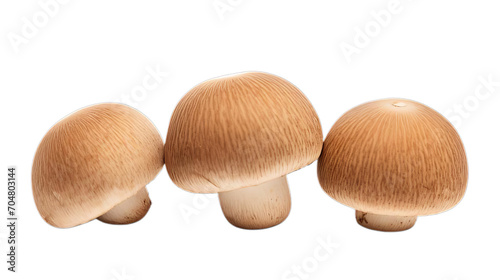 Three brown champignons or portobello mushrooms