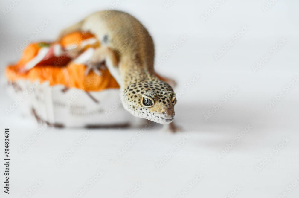 Obraz premium little leopard gecko posing for the camera