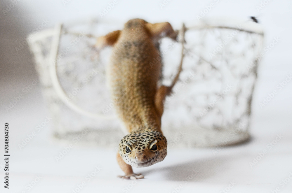 Obraz premium little leopard gecko posing for the camera